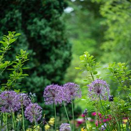 Backyard Floral Design Incorporating Home Grown Greens*