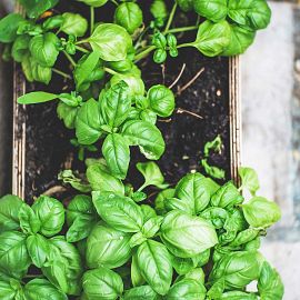 Growing Herbs in Containers