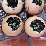 Rhonda-egg shell seedlings