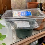 PJ-spinach carton mini-greenhouse
