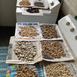 Todd-seeds drying
