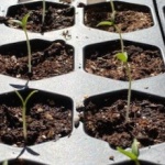 Edy_pepper seedlings