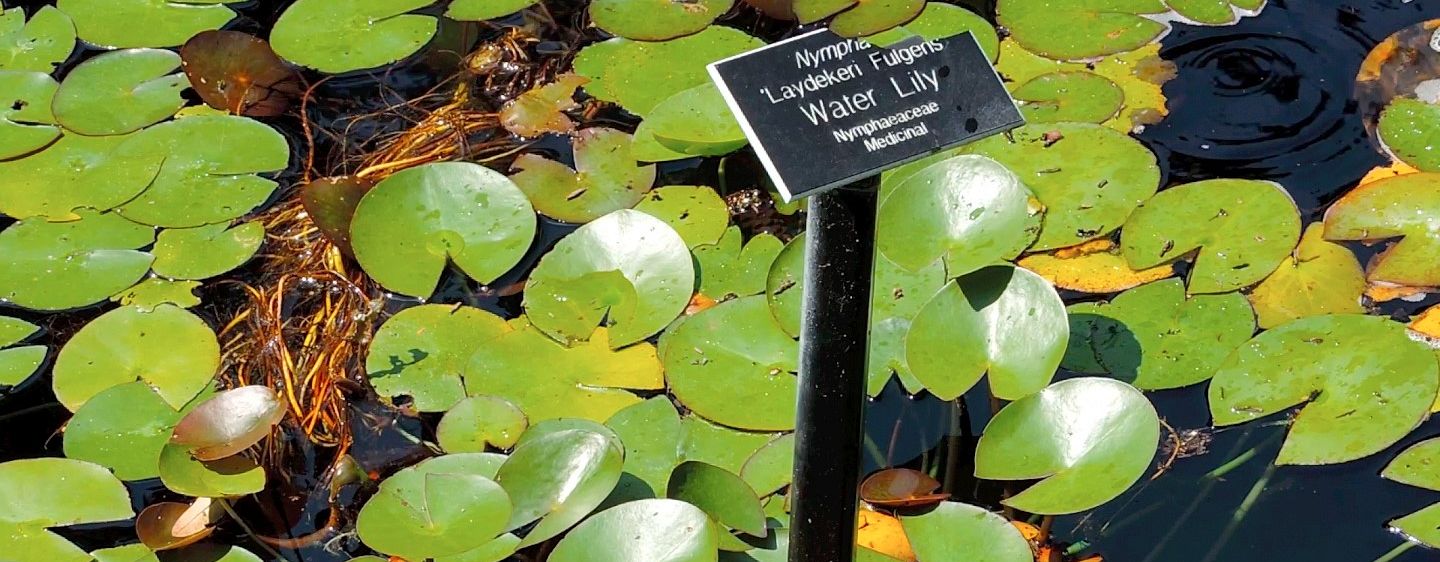 Cheekwood - water lily