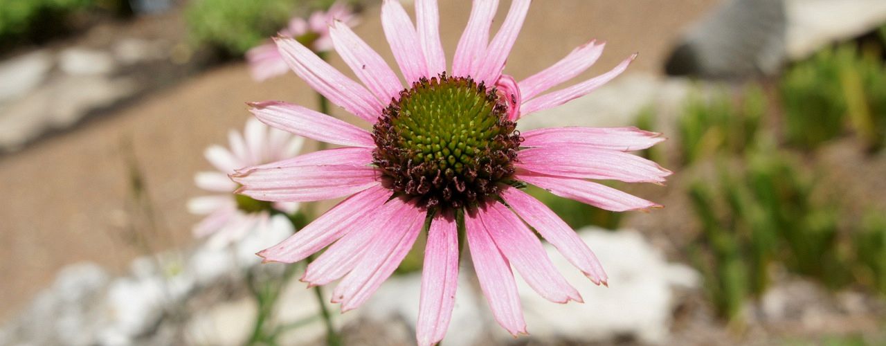 Cheekwood TN Coneflower