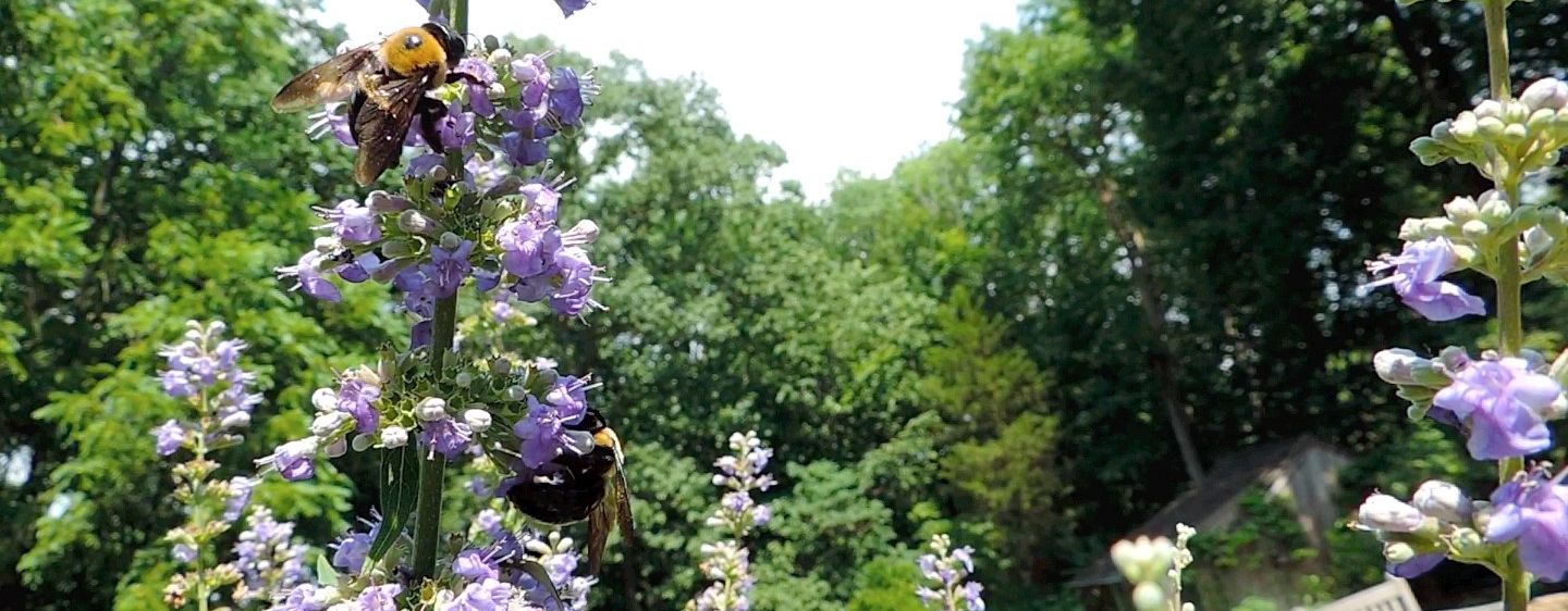 Cheekwood - Bee