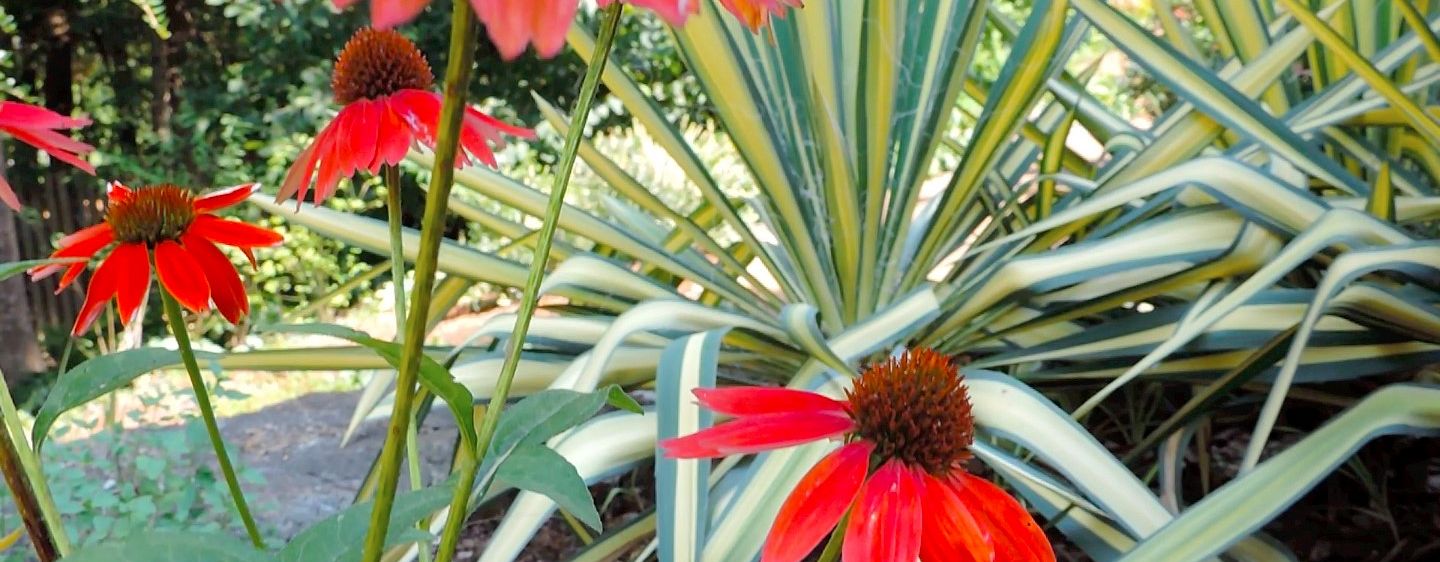 Cheekwood - coneflower