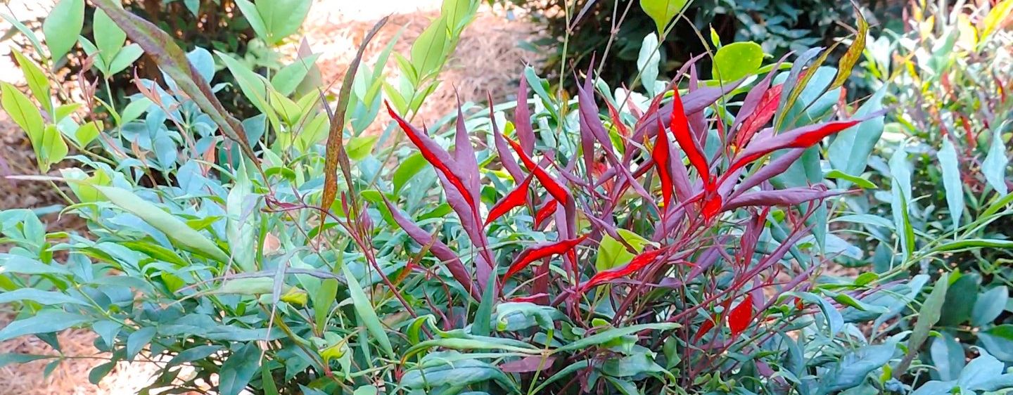 Cheekwood - Red Foliage