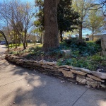 Cheekwood Herb Garden: stone wall repair November 2020
