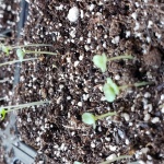 Rhonda-Arugula seedlings in January